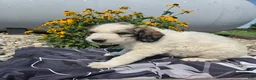 Mixed Breed dogs for sale: Dexter - Ad 9