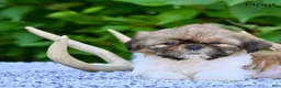 Shih Tzu dogs for sale: Hoyt - Ad 6