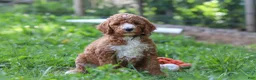 Standard Poodle dogs for sale: Benji AKC - Ad 2