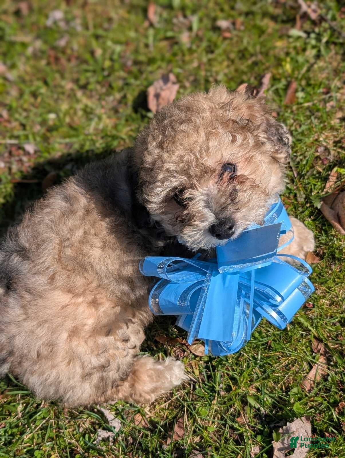 Bichpoo dogs Milo - Ad 1