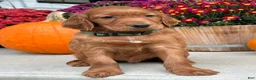 Irish Setter dogs for sale: Garrett - Ad 12