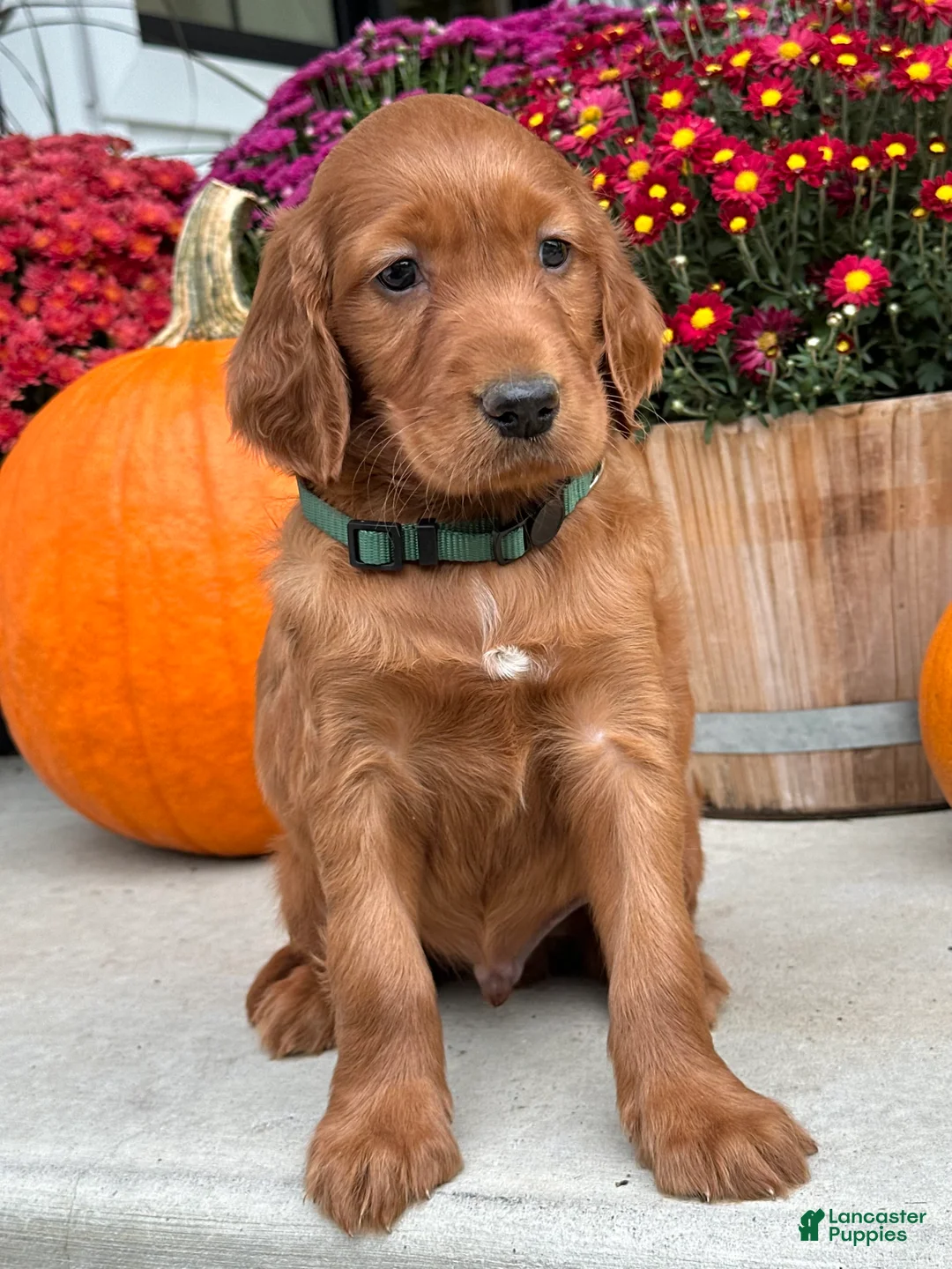 Irish Setter dogs for sale: Garrett - Ad 12