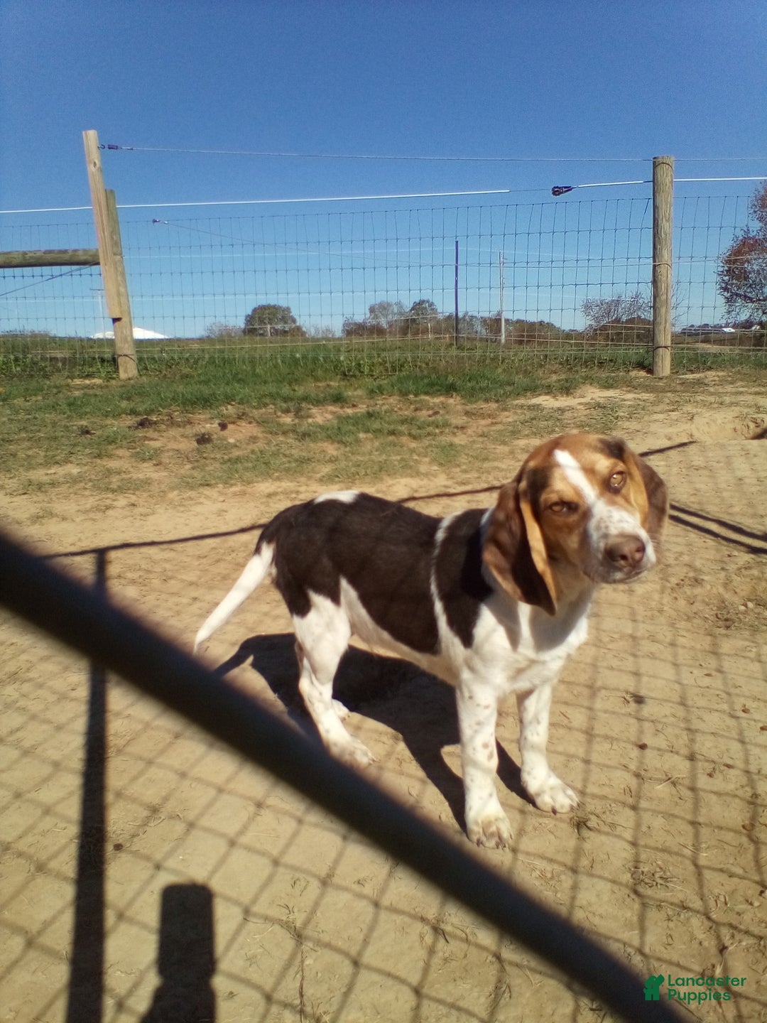 Beagle dogs for sale: Perry - Ad 2