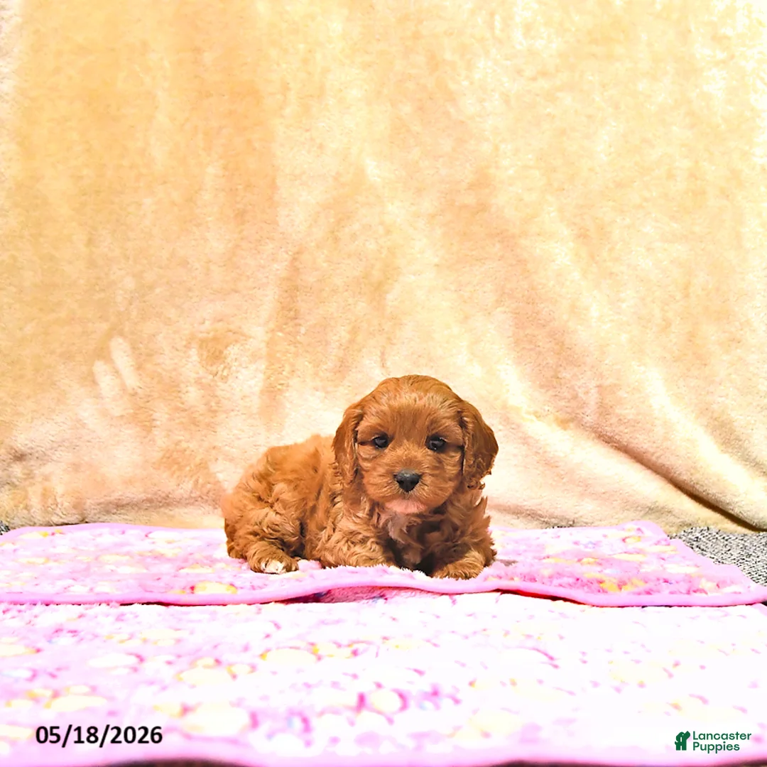 Cavapoo dogs for sale: Millie - Ad 1