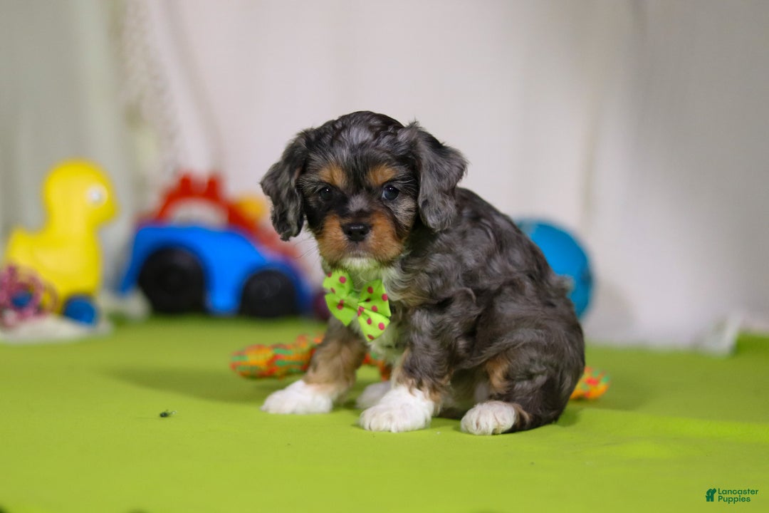 Cavapoo dogs for sale: Ajax - Ad 4