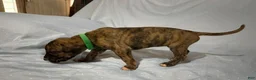 Great Dane dogs for sale: Taurus - Ad 1