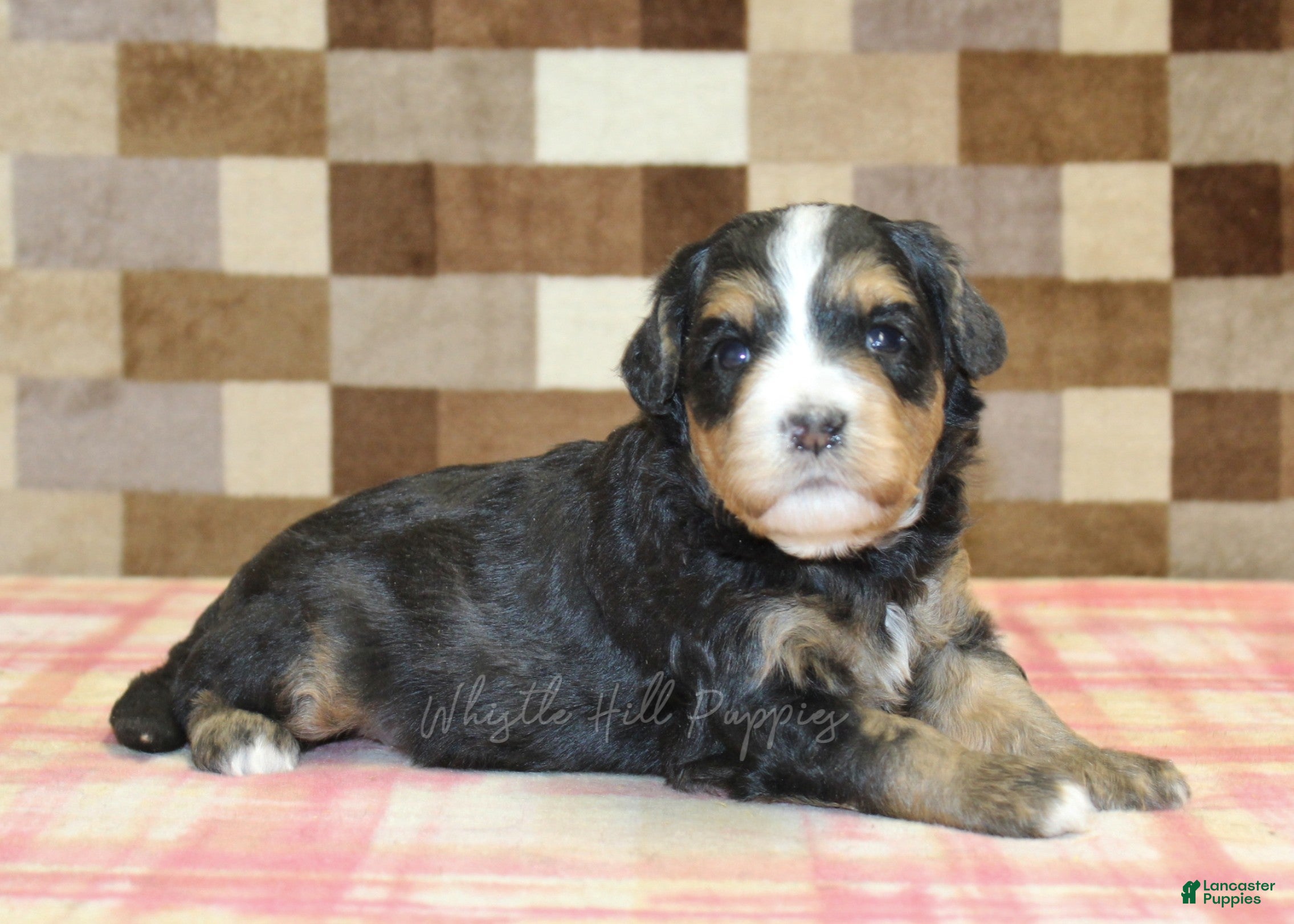 Mini Bernedoodle dogs for sale: Nikki - Ad 1