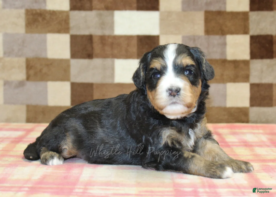 Mini Bernedoodle dogs for sale: Nikki - Ad 1