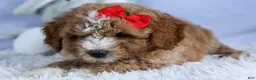 Mini Goldendoodle dogs for sale: 🐾 Meet Neo – F2B Mini Goldendoodle Puppy 🐾 - Ad 9