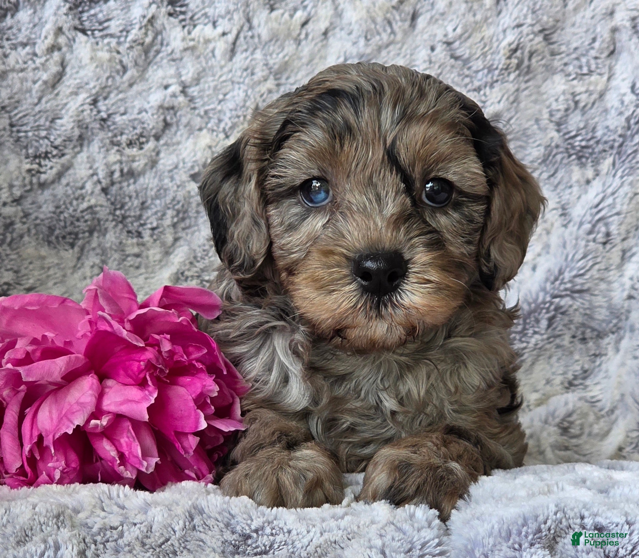 Cavapoo dogs Star - Ad 1