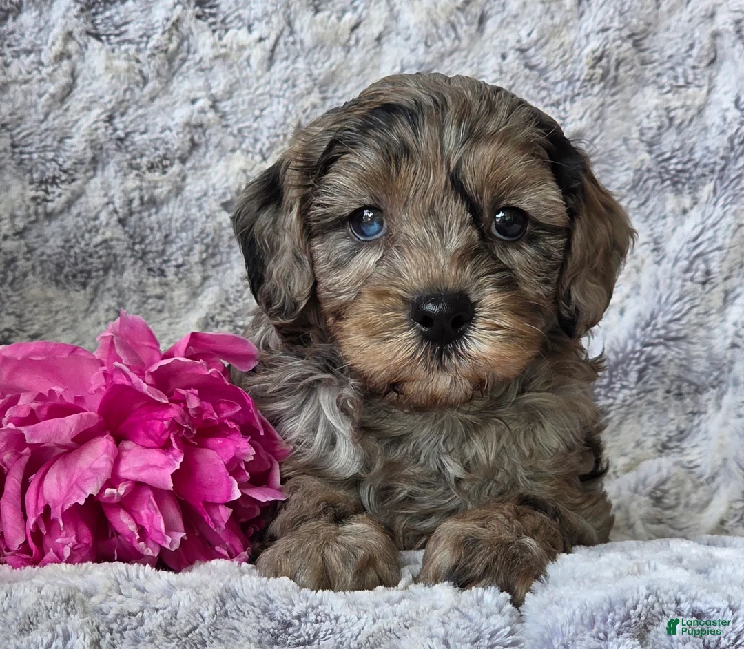 Cavapoo dogs for sale: Star - Ad 1