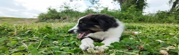 Australian Shepherd dogs for sale: Carolina - Ad 5