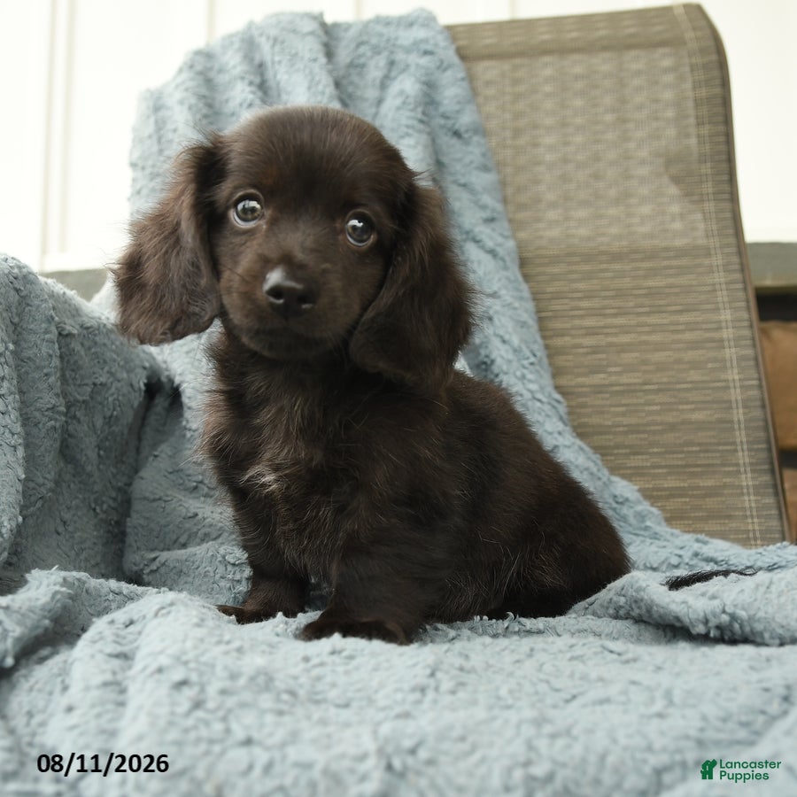 Dachshund dogs Odis - Ad 1