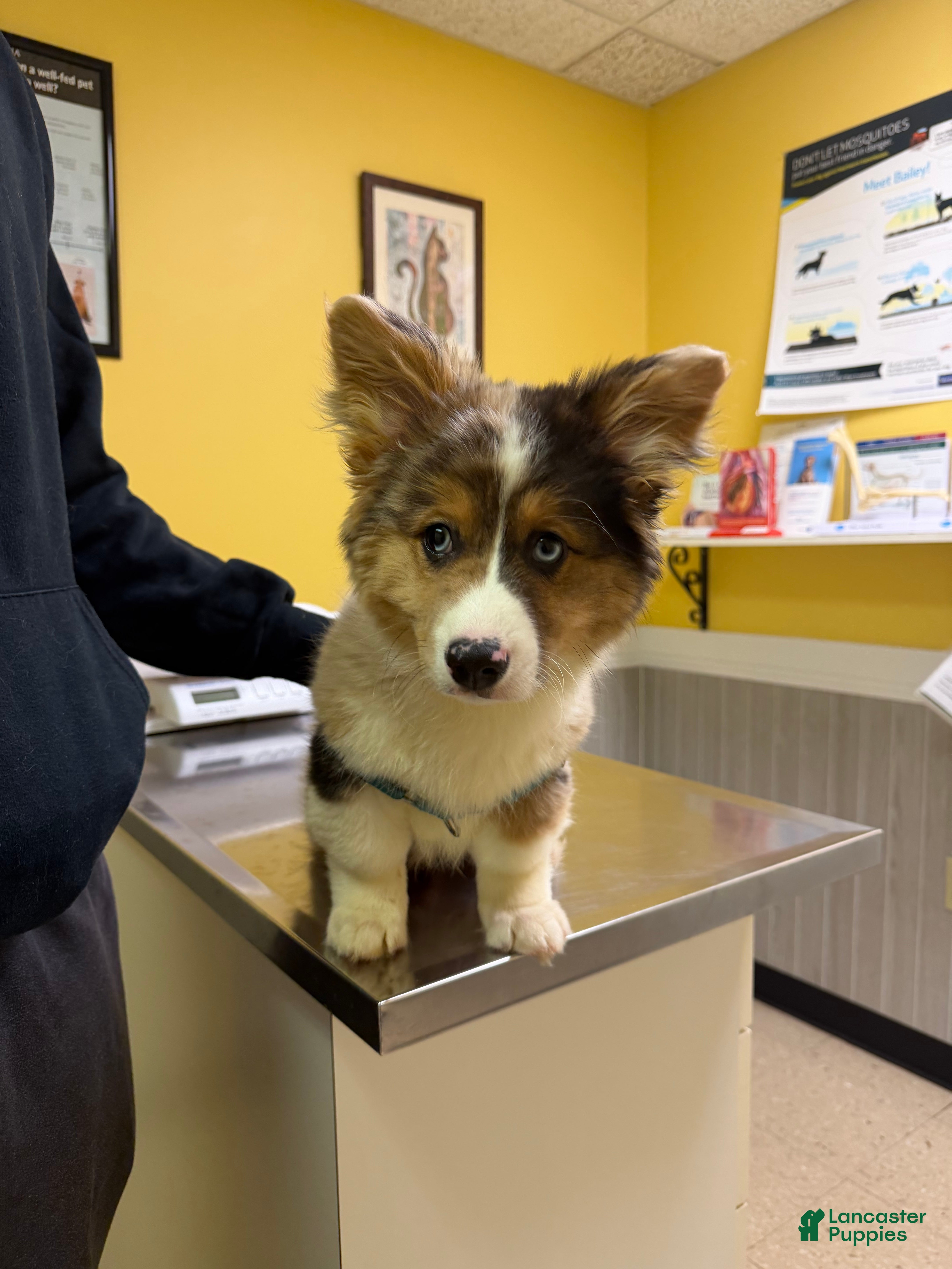 American Corgi dogs American Corgi Puppy 1 - Ad 1