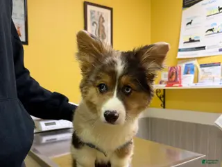 American Corgi dogs American Corgi Puppy 1 - Ad 1