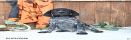 German Shorthaired Pointer dogs for sale: Midnight - Ad 4