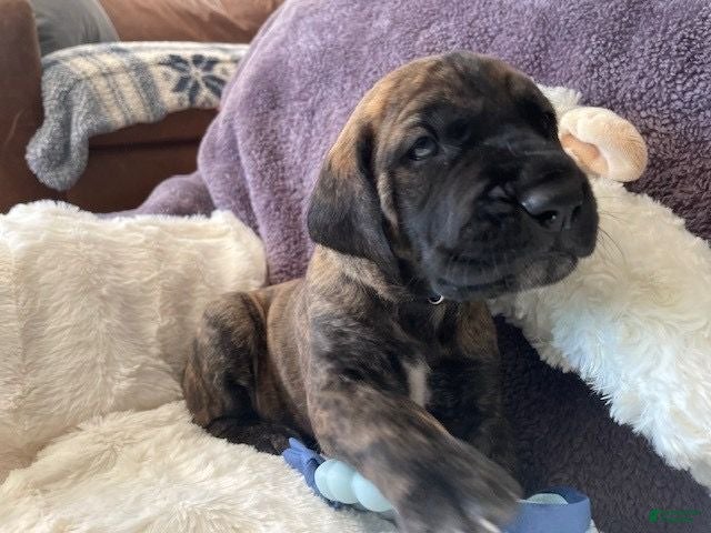 Mixed Breed dogs Blue - Ad 2