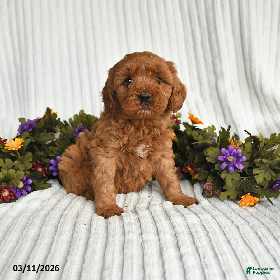 Mixed Breed dogs Patrick - Ad 1