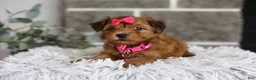 Yorkiepoo dogs for sale: Jewel  - Ad 9