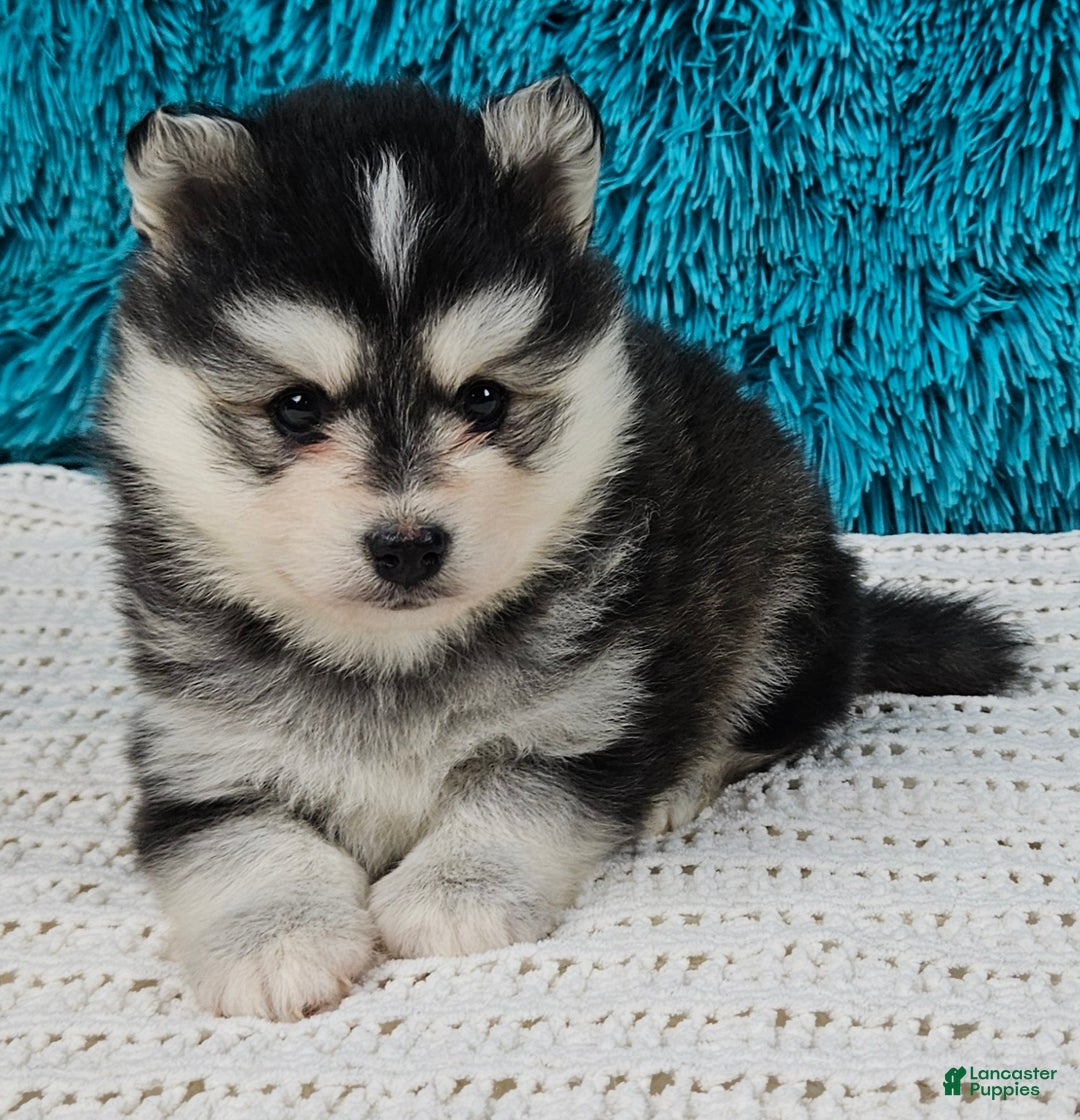 Pomsky dogs for sale: Nico - Ad 3