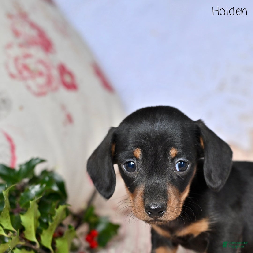 Miniature Dachshund dogs for sale: Holden - Ad 2