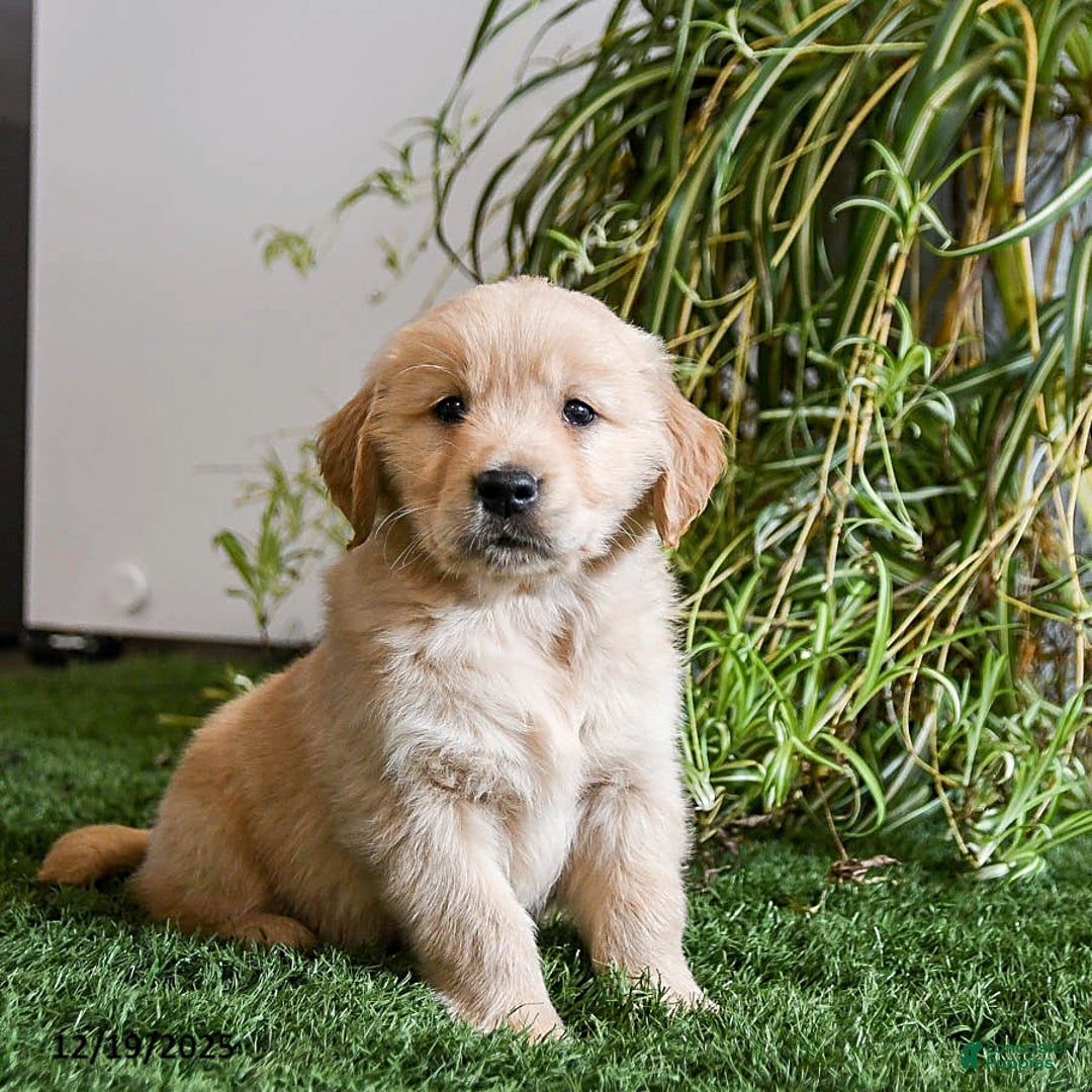 Golden Retriever dogs for sale: Moxie - Ad 1