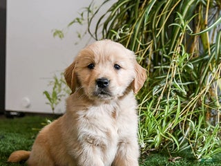 Golden Retriever dogs Moxie - Ad 7