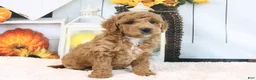 Mini Goldendoodle dogs for sale: Frank - Ad 4