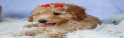 Miniature Poodle dogs for sale: WAYLON - Ad 4
