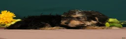 Yorkiepoo dogs for sale: Tito - Ad 4