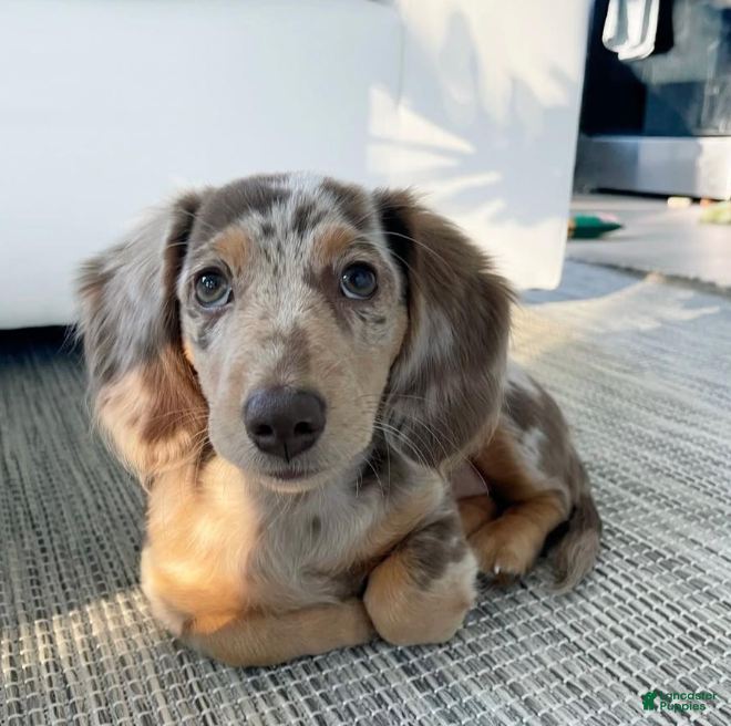 Miniature Dachshund dogs Hazel - Ad 19