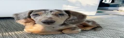 Miniature Dachshund dogs for sale: Hazel - Ad 1