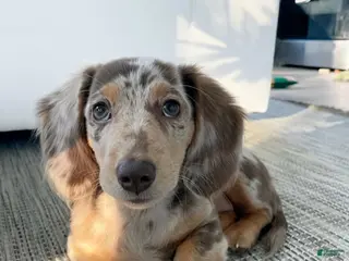 Miniature Dachshund dogs Hazel - Ad 19