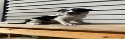 Mixed Breed dogs for sale: Mickey - Ad 9