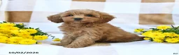 Cockapoo dogs for sale: Myla - Ad 3