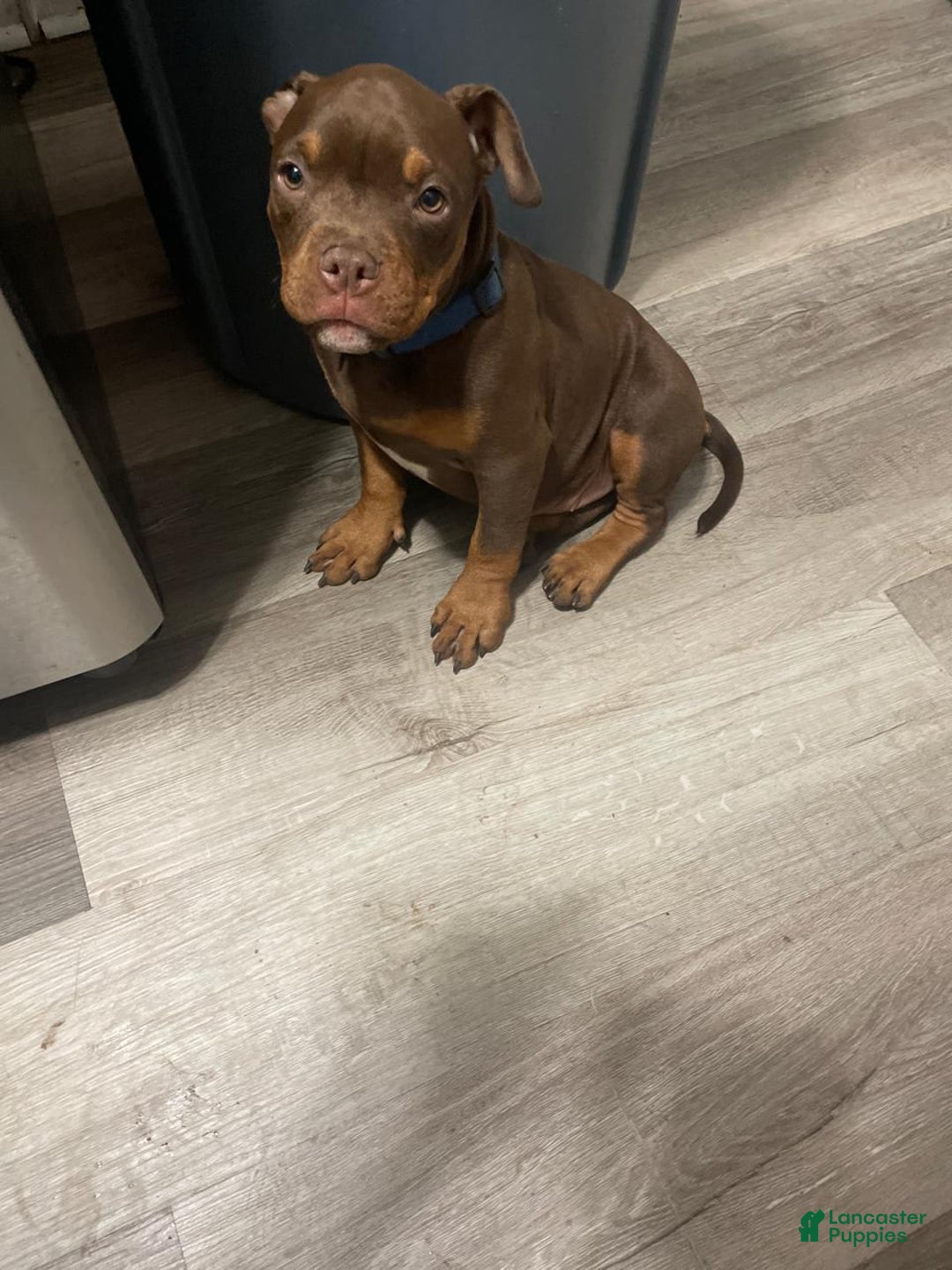 Gallery Image {{count}}