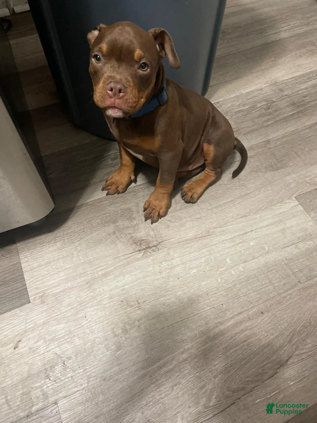 Gallery Image {{count}}