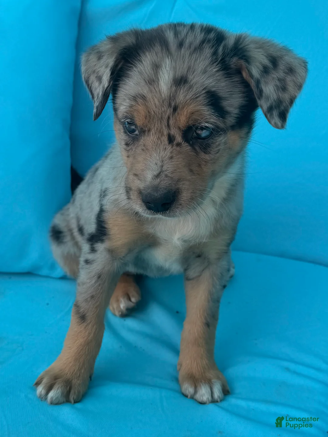 Mixed Breed dogs for sale: Cricket - Ad 2