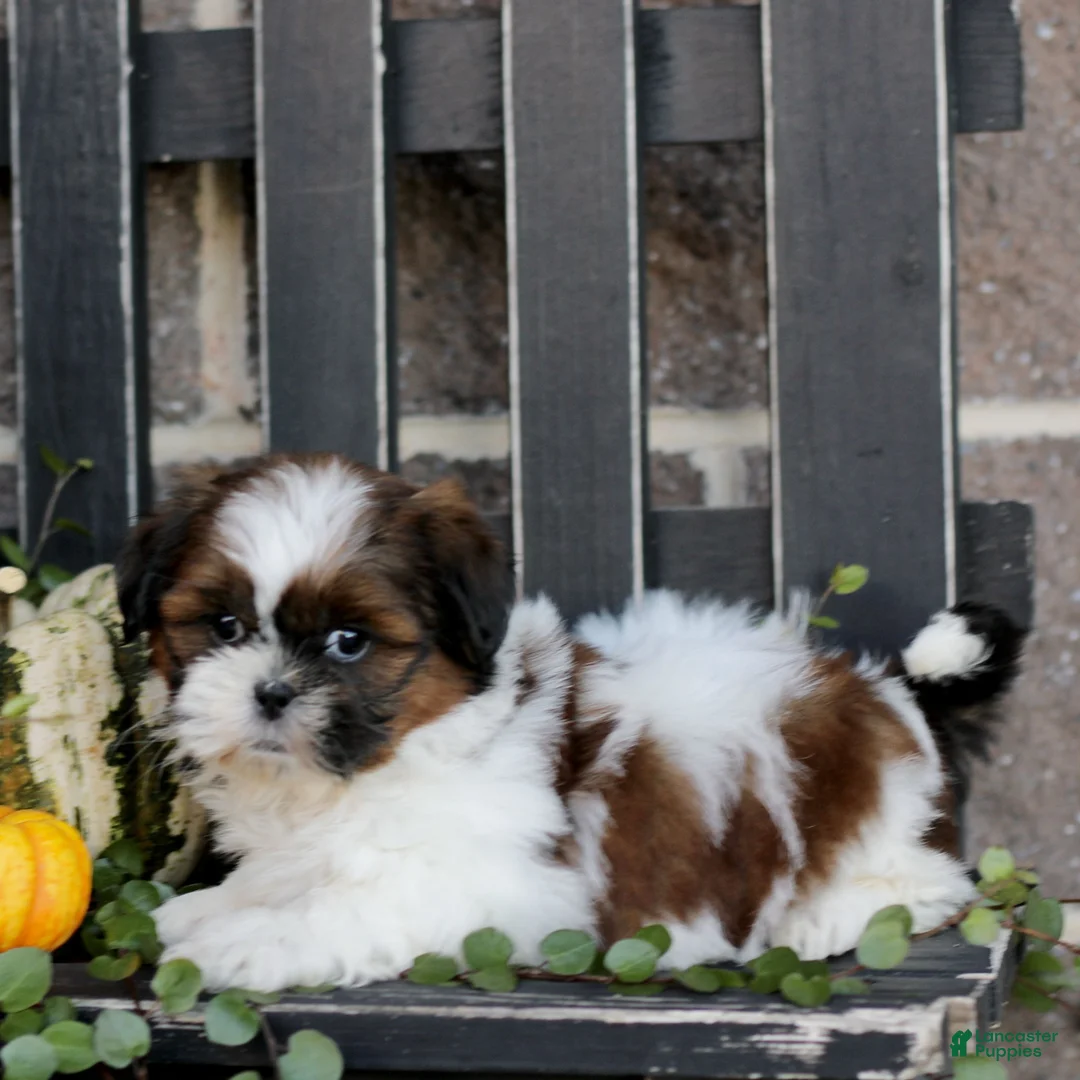 Shih Tzu dogs for sale: Mavis  - Ad 2