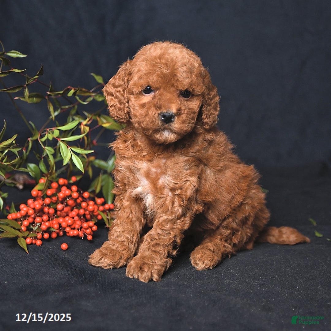 Miniature Poodle dogs for sale: Ivory - Ad 3