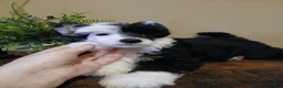 Chinese Crested dogs for sale: Pluto - Ad 2