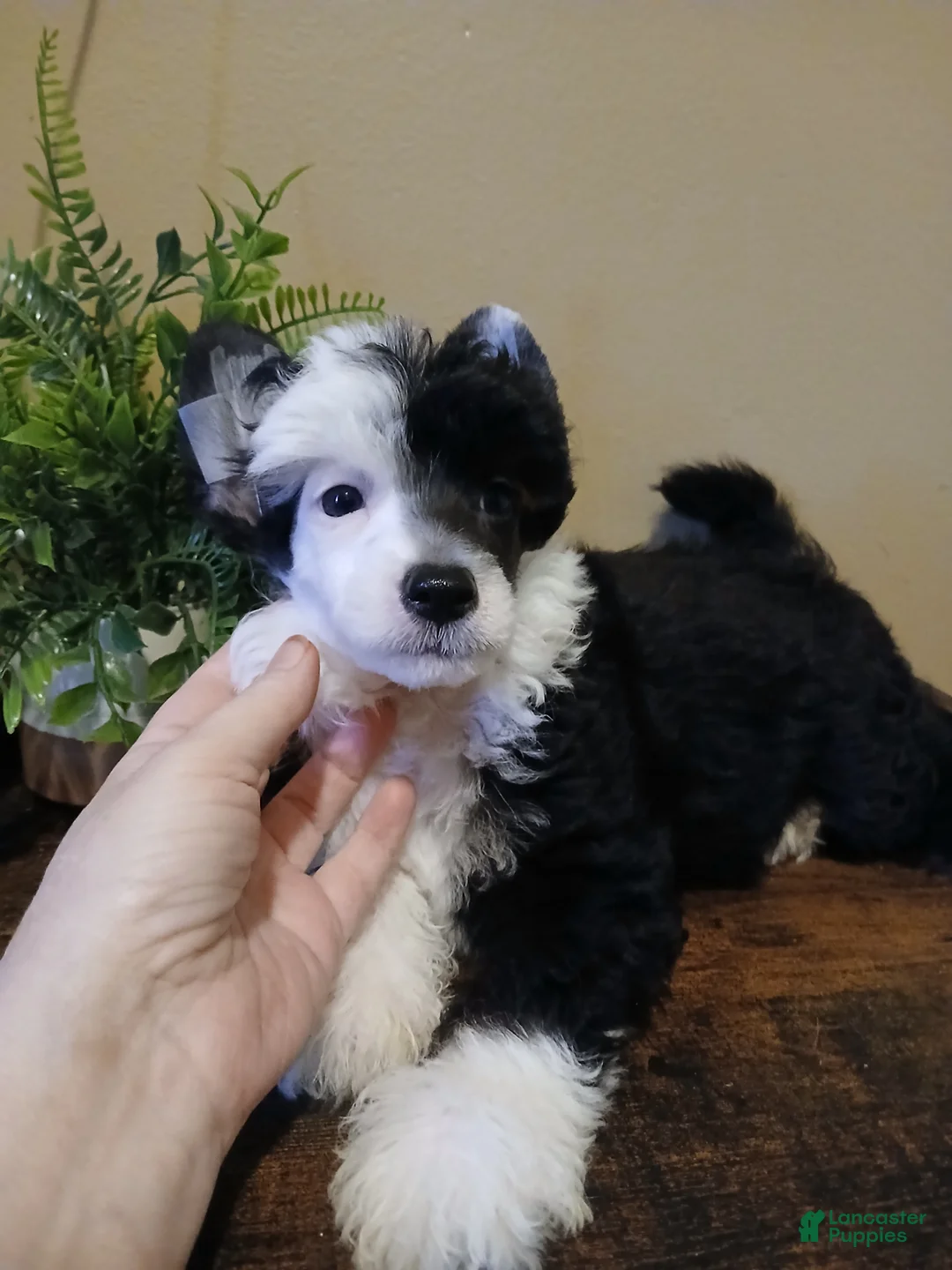 Chinese Crested dogs for sale: Pluto - Ad 2