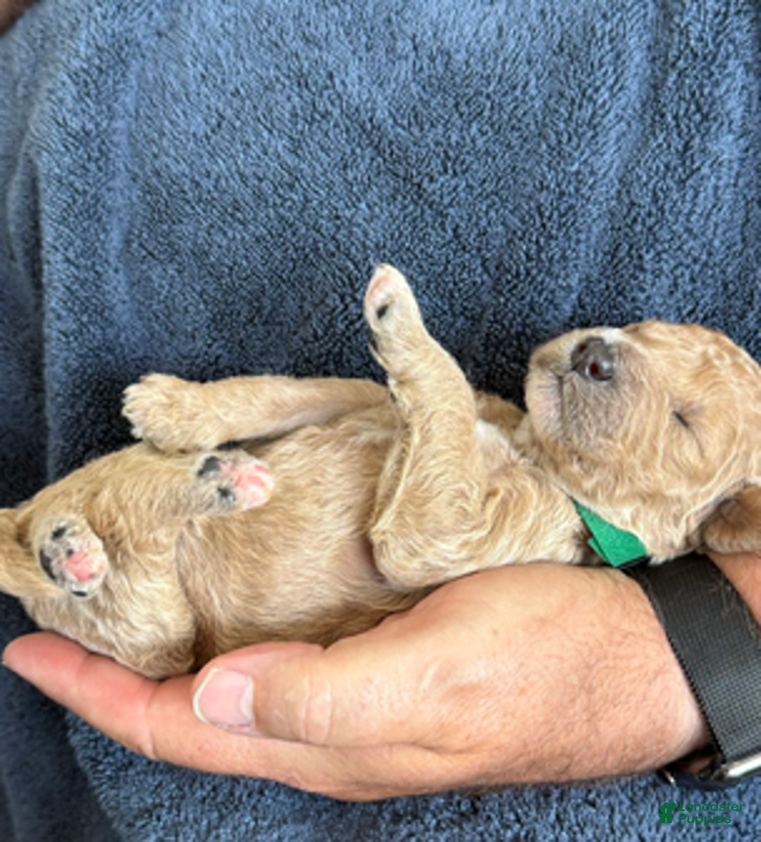 Goldendoodle dogs for sale: Male Green Collar(Hulk) - Ad 3