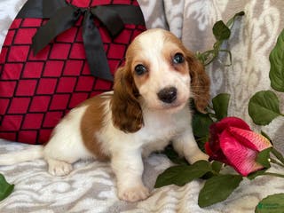 Miniature Dachshund dogs Baxter - Ad 36