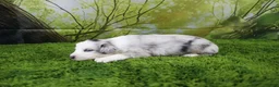 Miniature Australian Shepherd dogs for sale: America - Ad 9