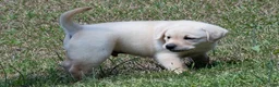 Labrador Retriever dogs for sale: Konner - Ad 3