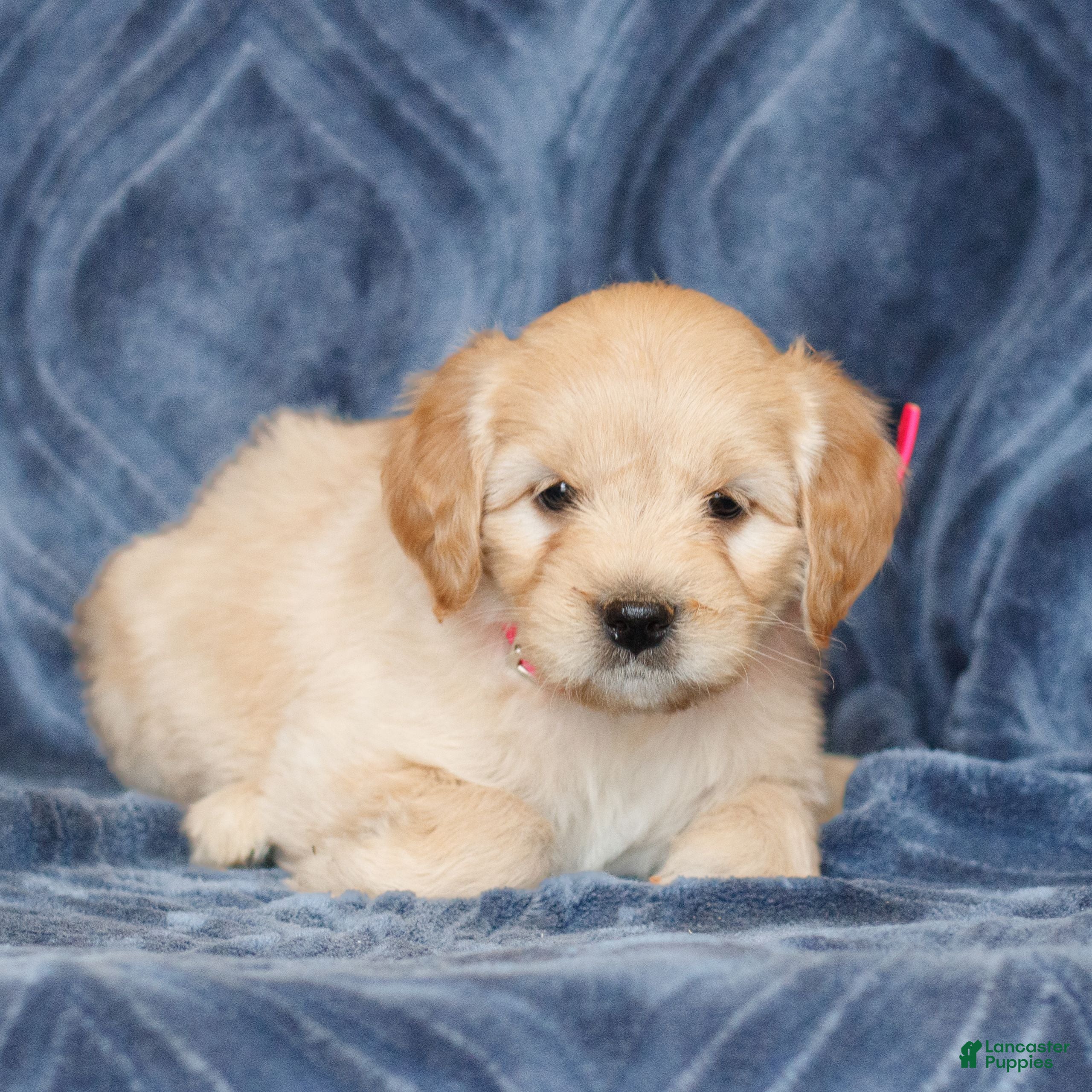 Mini Goldendoodle dogs Kassidy  - Ad 1