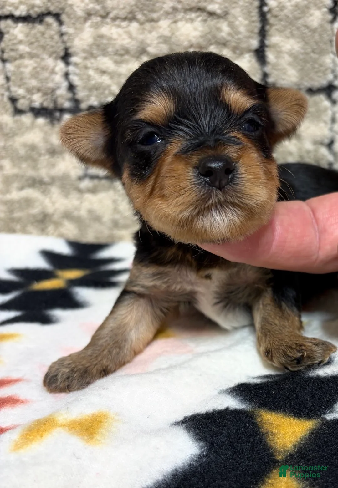 Yorkshire Terrier dogs for sale: Yorkshire Terrier 2 - Ad 1