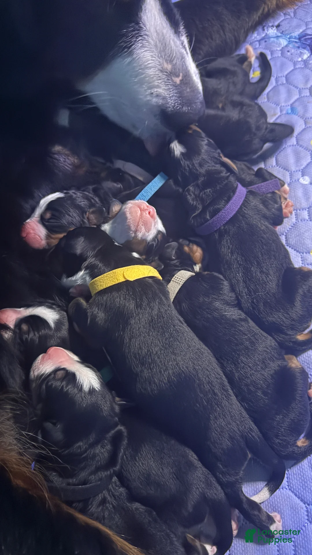 Bernese Mountain Dog dogs for sale: Bernese Mountain Dog Puppy 1 - Ad 3