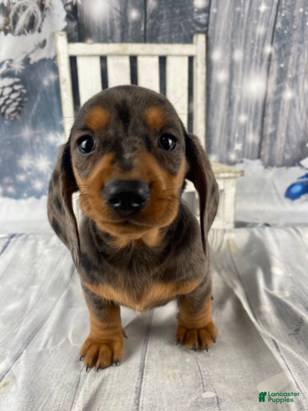 Miniature Dachshund dogs for sale: Joey - Ad 7
